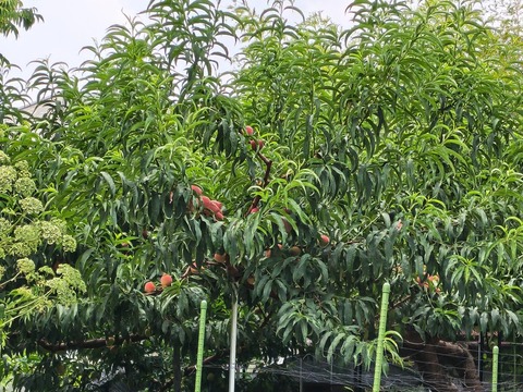 IMG_20260723_112954434_HDR