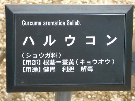 DSCN5025