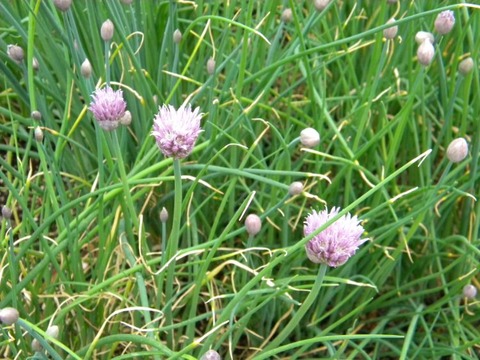 DSCN8986