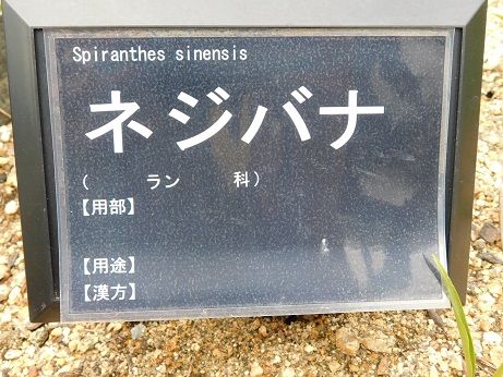 DSCN3178