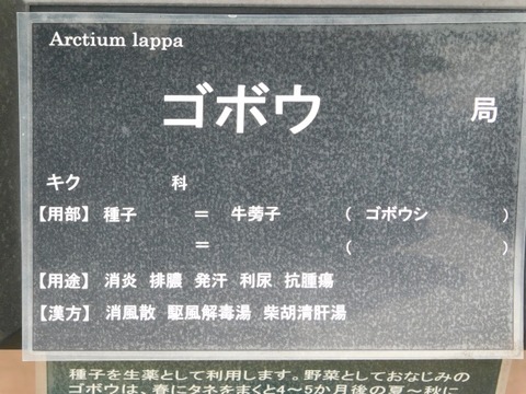 DSCN6785