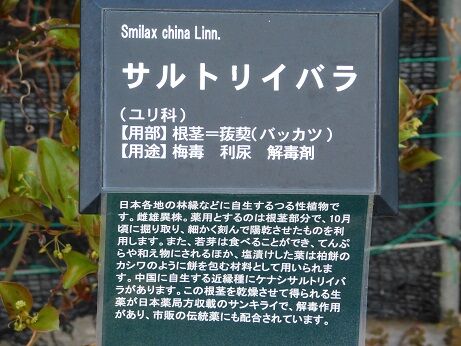 DSCN9027