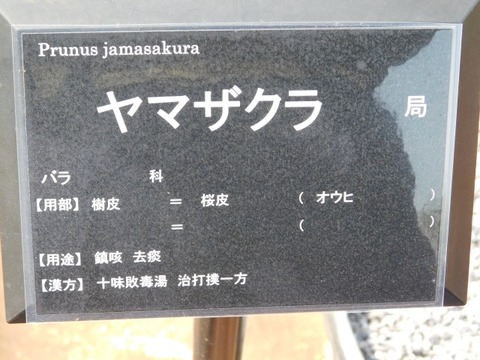 DSCN3730