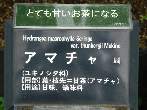DSCN6733