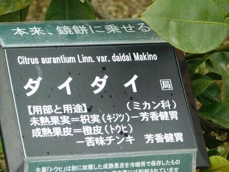 DSCN1206