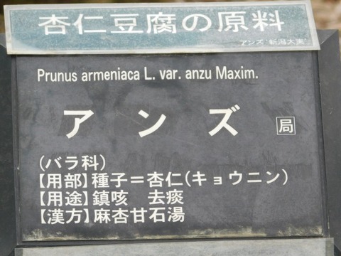 DSCN6532