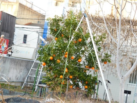 DSCN3434