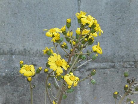 DSCN4058
