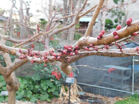 DSCN3554