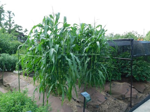 DSCN2207