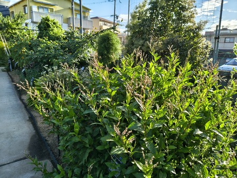 IMG_20260925_072638682_HDR