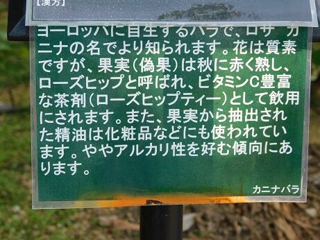 DSCN9730