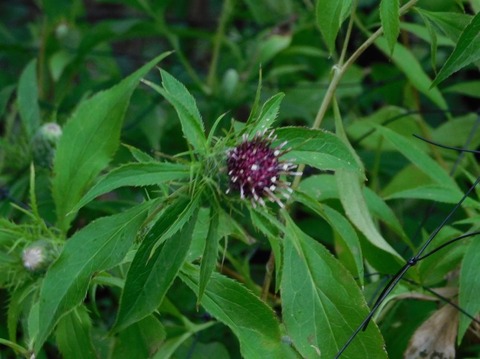 DSCN2693