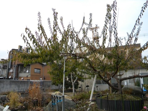 DSCN8435