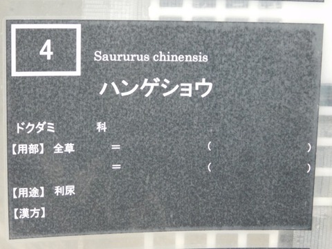 DSCN6835
