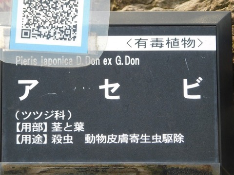 DSCN6154