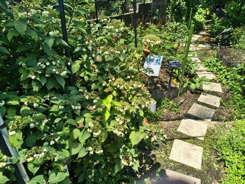 IMG_20260728_113033106_HDR