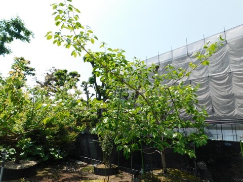 DSCN3901