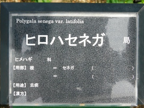 DSCN2646