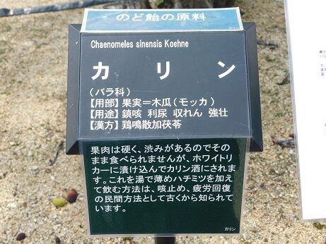 DSCN8067