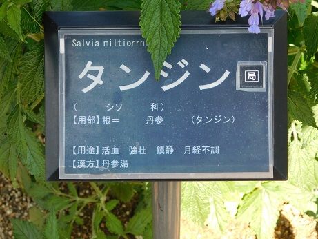 DSCN4955