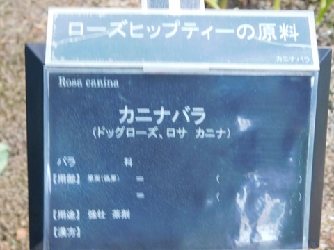 DSCN2730