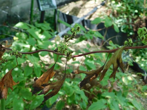 DSCN2763
