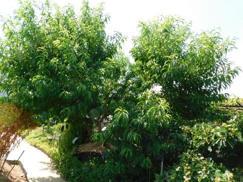 DSCN2188