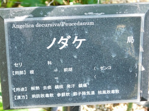 DSCN5432