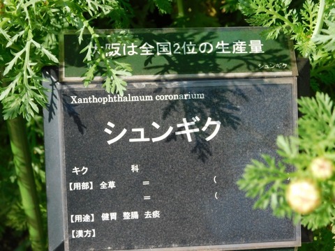 DSCN6573