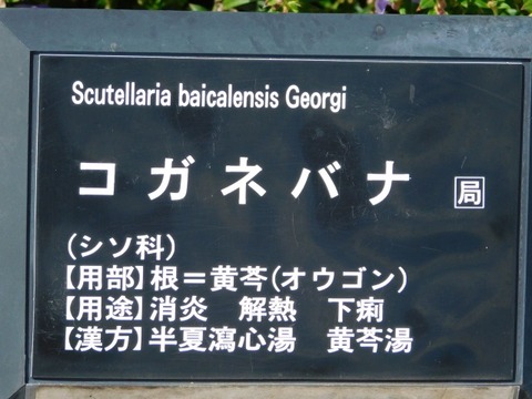 DSCN2770