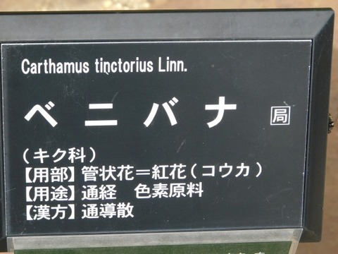 DSCN6899