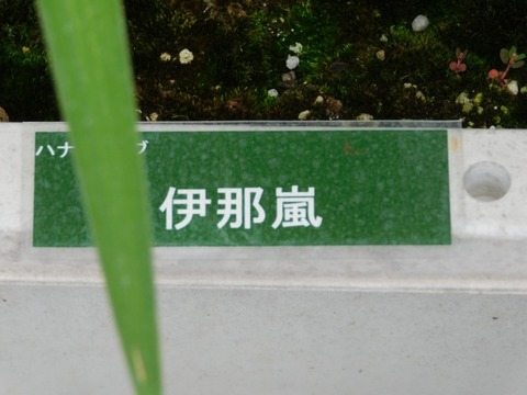 DSCN6781