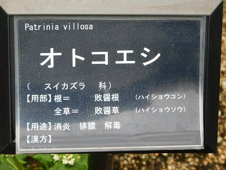 DSCN5803