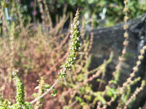 IMG_20261008_133839386_HDR