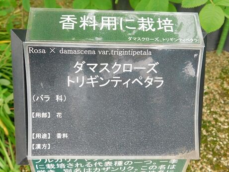 DSCN9176