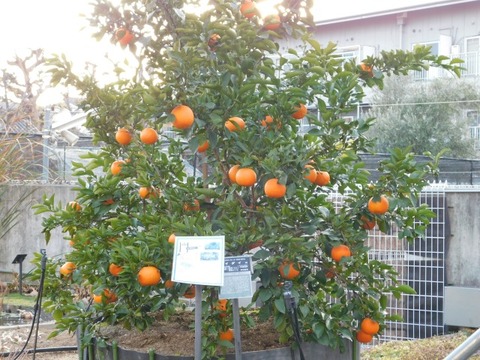 DSCN3375