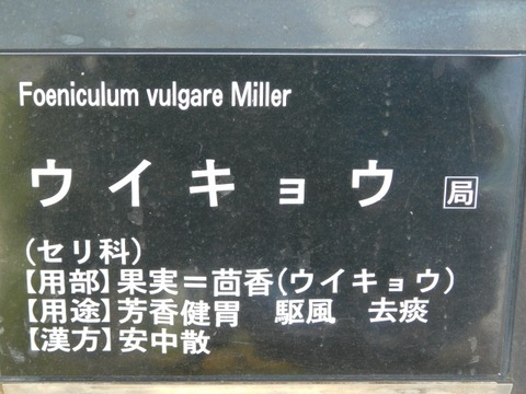 DSCN6616