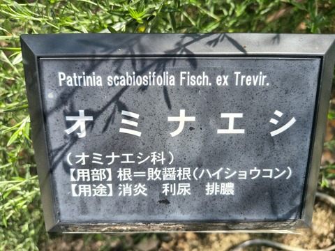 IMG_20260820_115504303_HDR