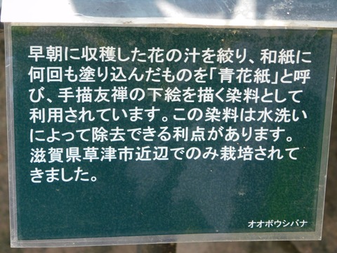 DSCN4453