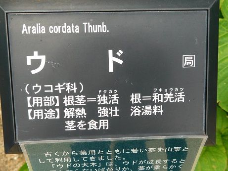 DSCN6059