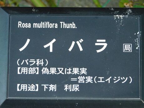 DSCN8790