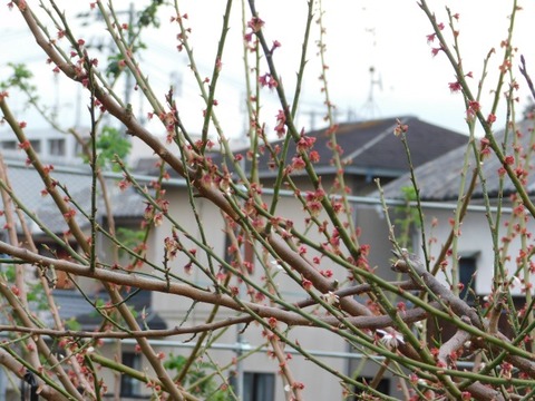 DSCN3606