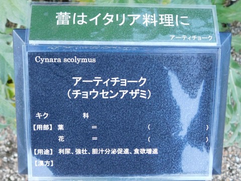 DSCN6697