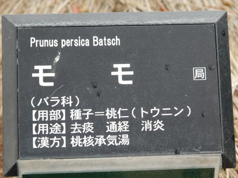 DSCN3663