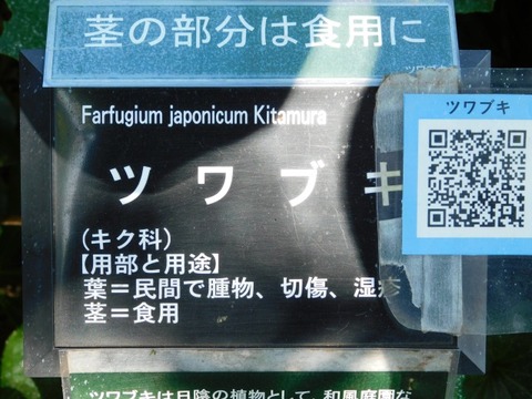 DSCN3118