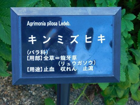 DSCN3604