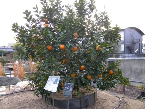DSCN8433