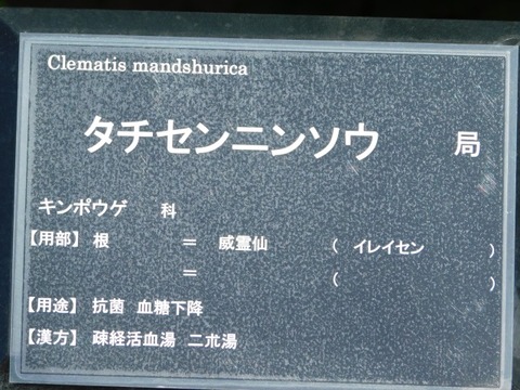 DSCN6631