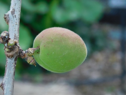 DSCN3870